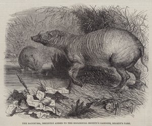 Babirussa, for nylig tilføjet til Zoologisk Selskabs haver, Regent